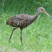 Limpkin